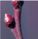 Спящий бутон