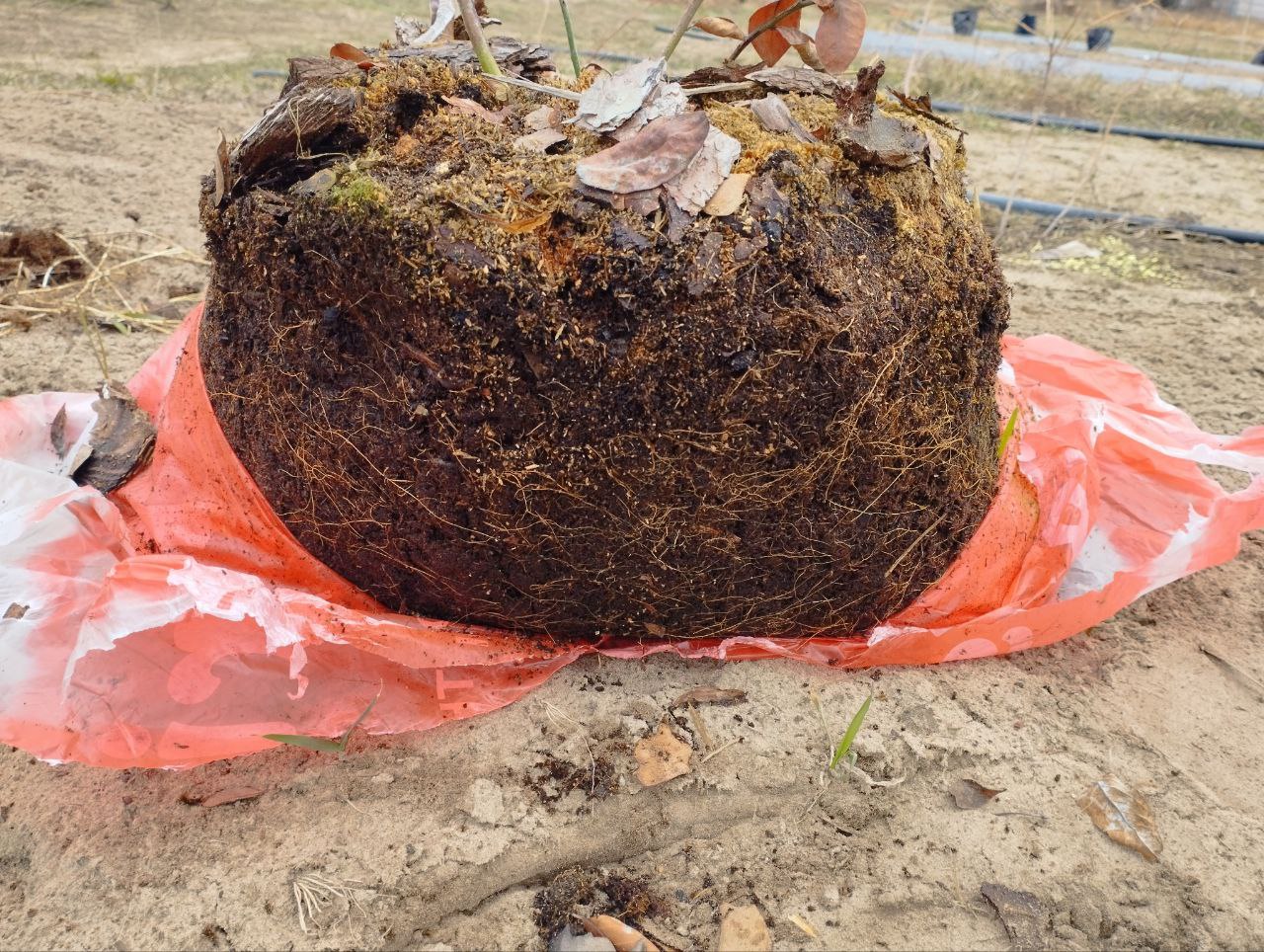 2х летка после зимы