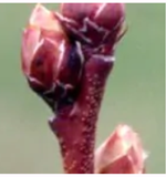 Набухание бутона