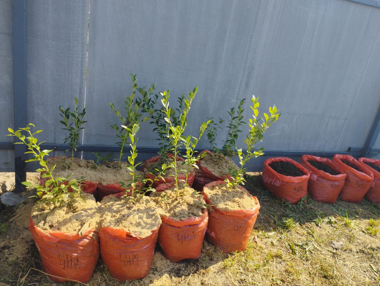 Пересаженные в пакеты